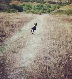 Dog walking in Folkestone, Hythe and Capel.