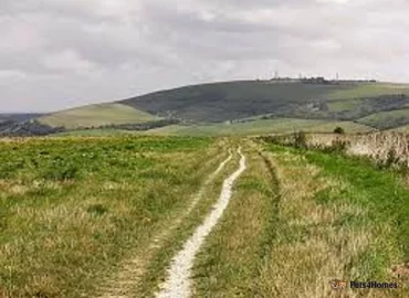 Dog walking in Steyning and Upper Beeding