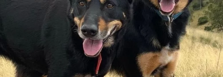 Dog Walking- Nottinghamshire (Ollerton)