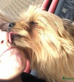 JILLS HAPPY PETS DOG WALKING AND DROP IN SERVICES