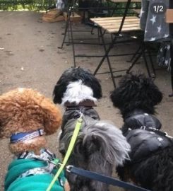 JILLS HAPPY PETS DOG WALKING AND DROP IN SERVICES