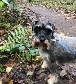 JILLS HAPPY PETS DOG WALKING AND DROP IN SERVICES