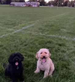 Leatherhead Dog Walker