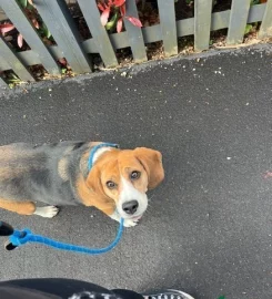 Leatherhead Dog Walker