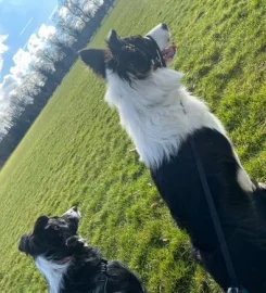 New dog walking business in Northampton