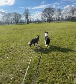 New dog walking business in Northampton