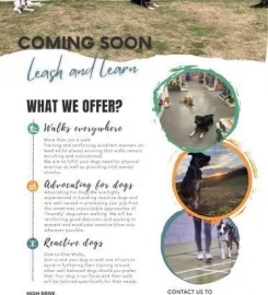 STRUCTURED 1-to-1 dog walking Buckinghamshire