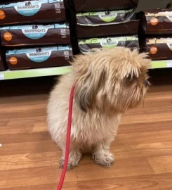 STRUCTURED 1-to-1 dog walking Buckinghamshire