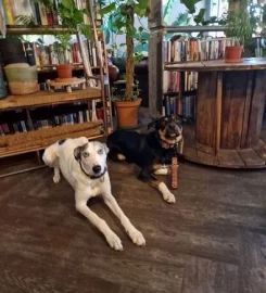 STRUCTURED 1-to-1 dog walking Buckinghamshire