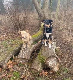 STRUCTURED 1-to-1 dog walking Buckinghamshire