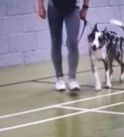 STRUCTURED 1-to-1 dog walking Buckinghamshire