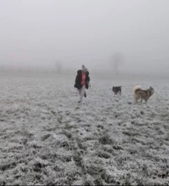 STRUCTURED 1-to-1 dog walking Buckinghamshire