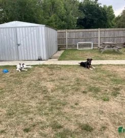 STRUCTURED 1-to-1 dog walking Buckinghamshire