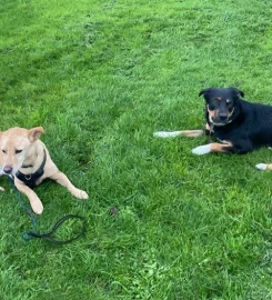 STRUCTURED 1-to-1 dog walking Buckinghamshire