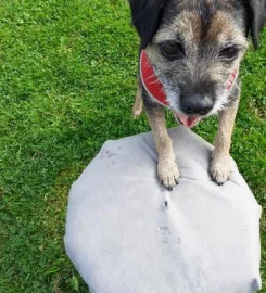 TED'S FIELD SECURE DOG EXERCISE FIELD FUN ACTIVITY