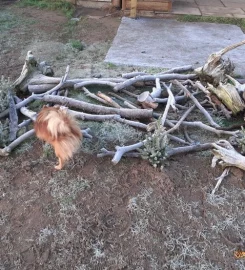 TED'S FIELD SECURE DOG EXERCISE FIELD FUN ACTIVITY