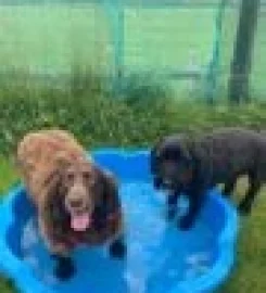 TED'S FIELD SECURE DOG EXERCISE FIELD FUN ACTIVITY