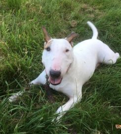 CHRISTMAS COTTAGE KENNELS SOUTH LINCOLNSHIRE