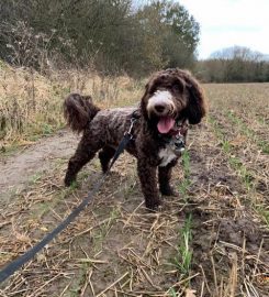 CHRISTMAS COTTAGE KENNELS SOUTH LINCOLNSHIRE