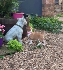 CHRISTMAS COTTAGE KENNELS SOUTH LINCOLNSHIRE