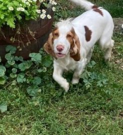 CHRISTMAS COTTAGE KENNELS SOUTH LINCOLNSHIRE