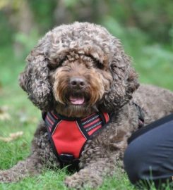 CHRISTMAS COTTAGE KENNELS SOUTH LINCOLNSHIRE