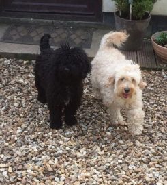 CHRISTMAS COTTAGE KENNELS SOUTH LINCOLNSHIRE