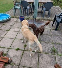 Pet boarding – comfort of a home (Solihull)