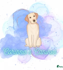 Corinna’s Canines