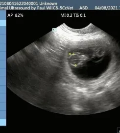 Animal Ultrasound