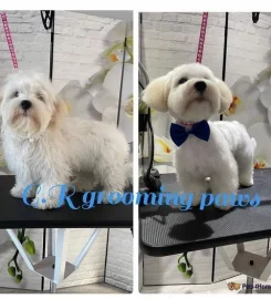 Dog Grooming Services