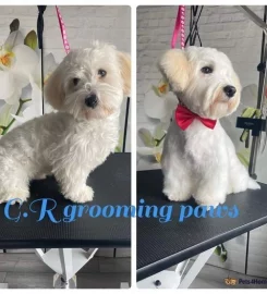 Dog Grooming Services