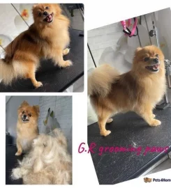 Dog Grooming Services