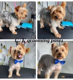 Dog Grooming Services