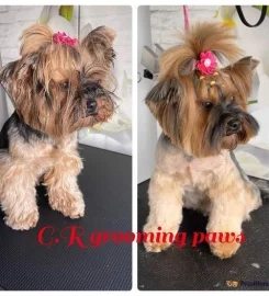 Dog Grooming Services