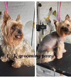 Dog Grooming Services