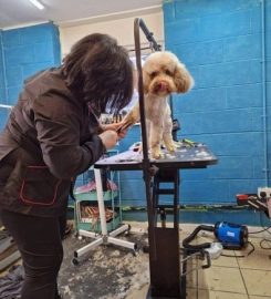 FURSTYLES PET GROOMING