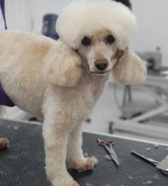 FURSTYLES PET GROOMING