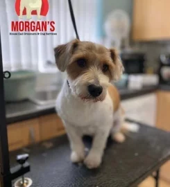 Morgan’s house call dog groomers & services