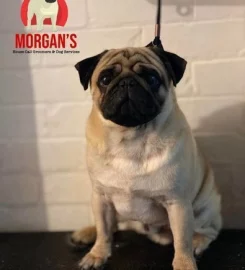 Morgan’s house call dog groomers & services