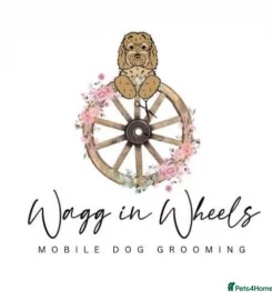 Wagg on Wheels