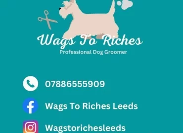 Wags To Riches