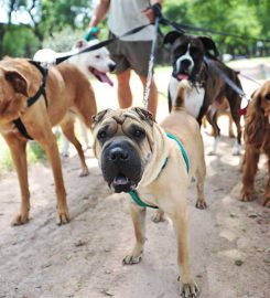 Happier Pets At Home