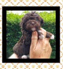 JILLS HAPPY PETS DOG WALKING AND DROP IN SERVICES