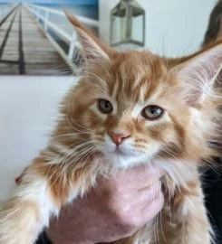 GCCF Registered Maine Coon Kittens