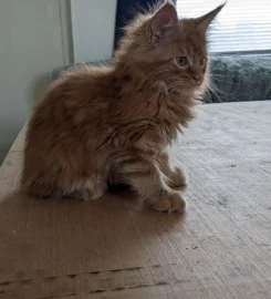 GCCF Registered Maine Coon Kittens