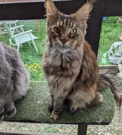 GCCF Registered Maine Coon Kittens