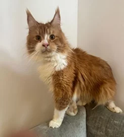 Loki, the cheeky Maine Coon