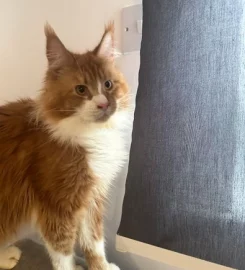 Loki, the cheeky Maine Coon