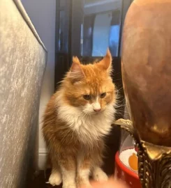 Loki, the cheeky Maine Coon